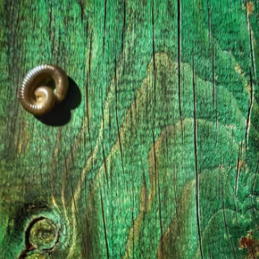 Come with Reverse - Sabine – Single